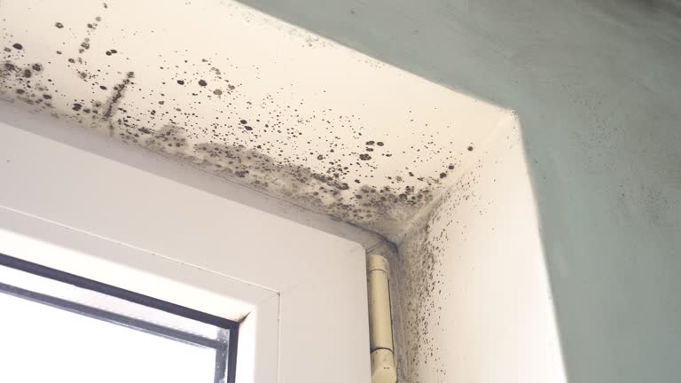 Cle Elum, WA Mold Removal Company